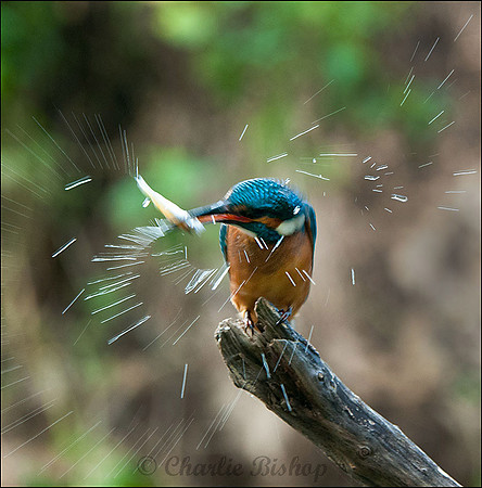 Kingfisher shakes Minnow