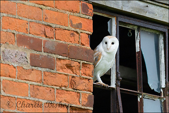 Male Barn Owl