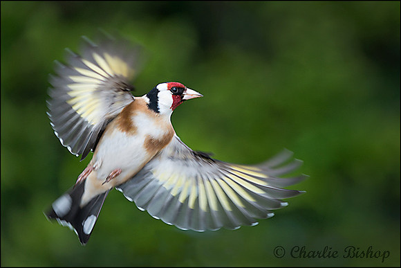 Goldfinch in flight