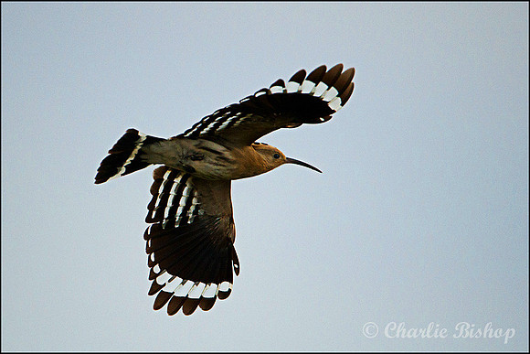 Hoopoe at Sand Bay 4 Nov 12