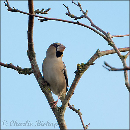 Hawfinch