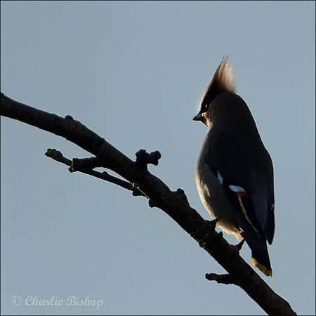 Waxwing in the evening sunshine