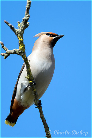 Waxwing in a Somerset orchard.