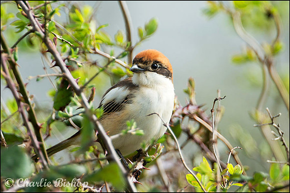 Woodchat Shrike near Chew Valley Lake