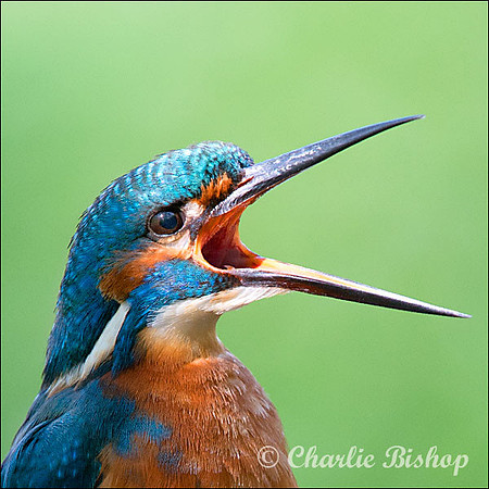 Male Kingfisher yawning!