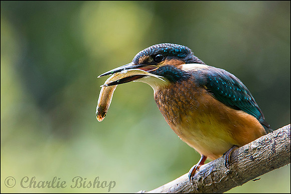 Male juvenile Kingfisher with minnow.