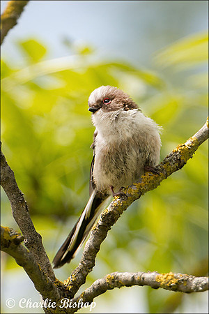 Long-tailed Tit