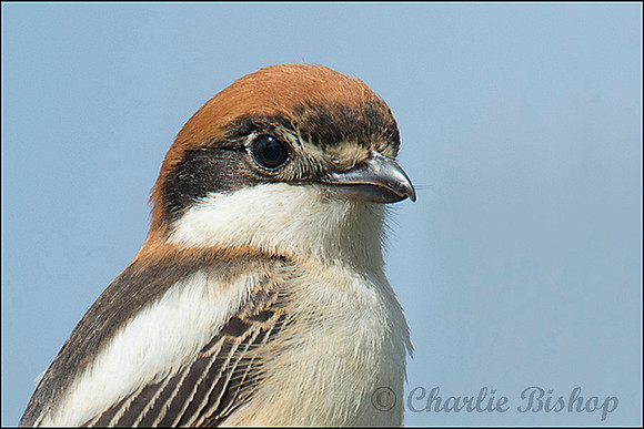 Woodchat Shrike near Chew Valley Lake