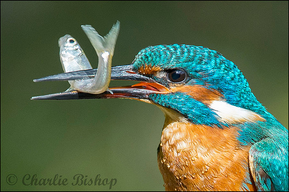 Adult male Kingfisher with minnow.