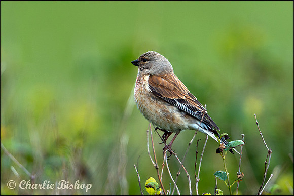 Female Linnet