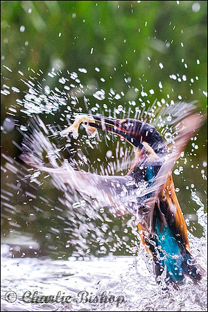 Kingfisher with fish rising from the river.