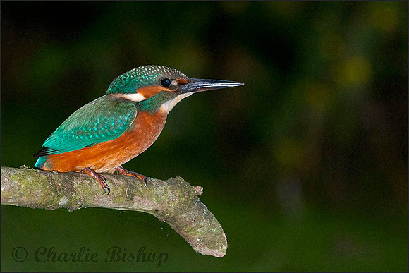 Juvenile male Kingfisher lit with flash