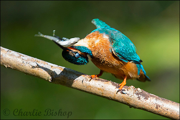 Adult male Kingfisher with minnow.