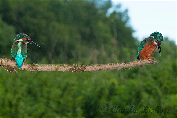Male adult and male juvenile Kingfishers perching.