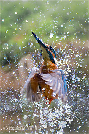 Male adult Kingfisher erupts from the river