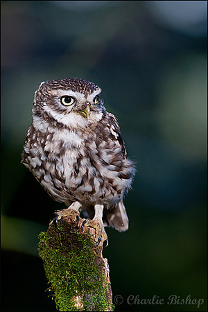 Little Owl