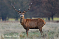 British Mammals
