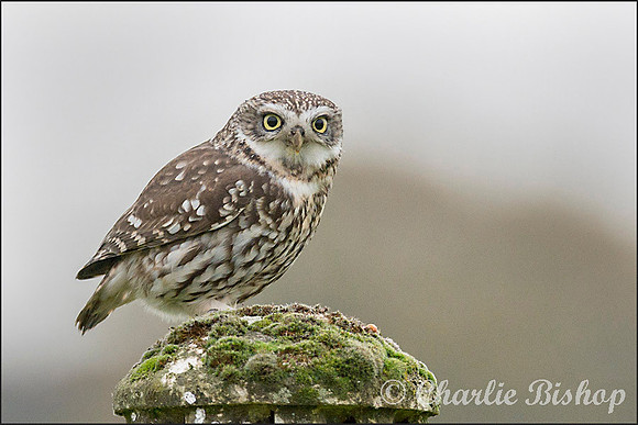 Little Owl on a chimmney.