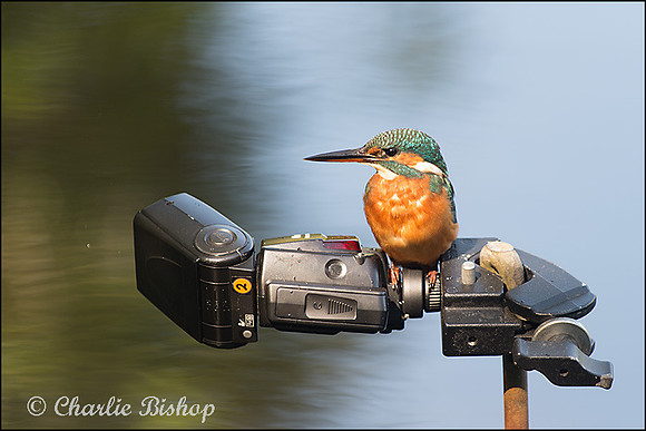 Kingfisher on Flashgun!