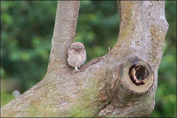 Little Owlet