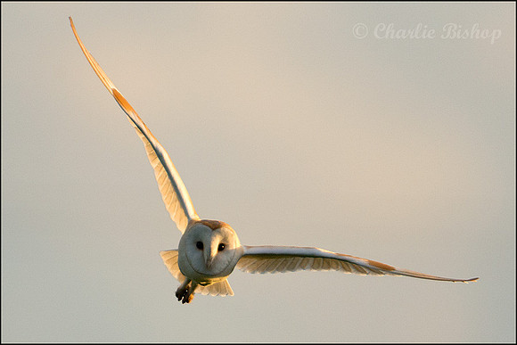 Male Barn Owl